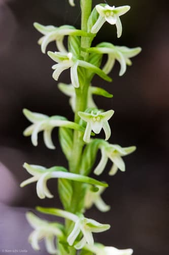 Flat Spurred Piperia