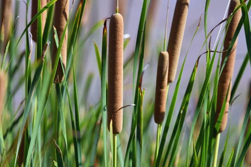 Southern Cattail