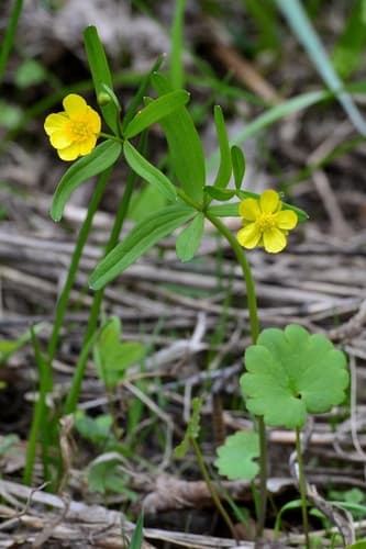 One-leaf buttercup