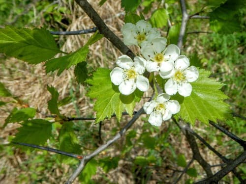 Fireberry Hawthorn