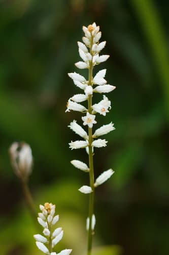 White-tubed Colicroot