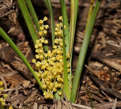 Wattle Mat-Rush