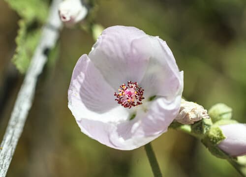 Southern Coastal Bushmallow