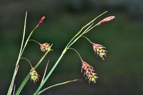 Tall Bog-sedge