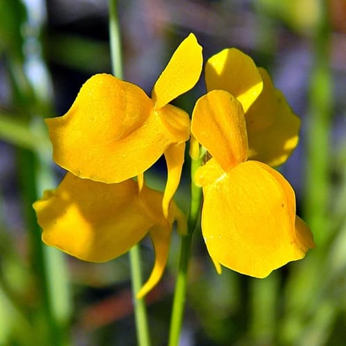 Horned Bladderwort