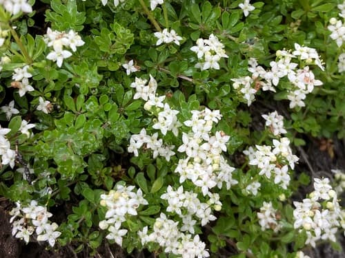 Heath Bedstraw
