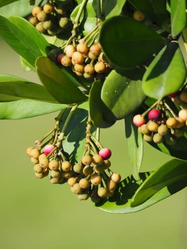 Shoebutton Ardisia Bonsai