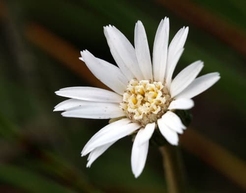 Pineland Daisy