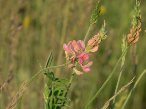 Hungarian Sainfoin