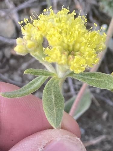Alpine Golden Buckwheat