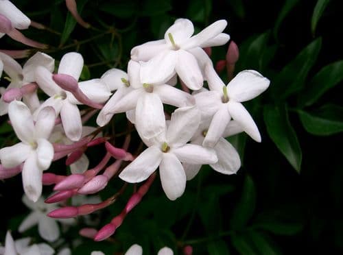 Pink jasmine
