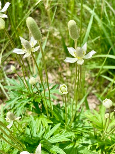 Cylindrical Thimbleweed