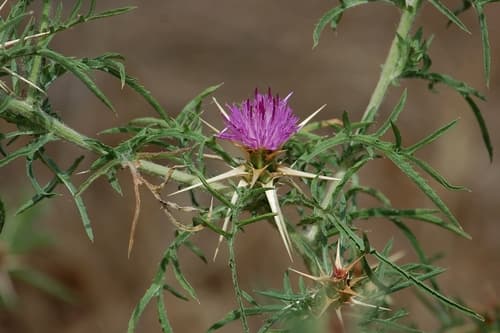 Purple Star-Thistle