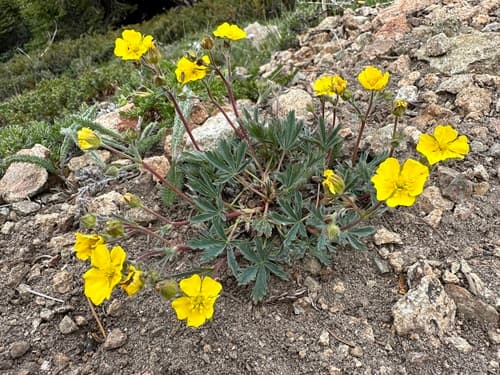 Blueleaf Cinquefoil Bonsai