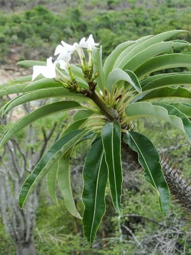 Madagascar Palm Bonsai