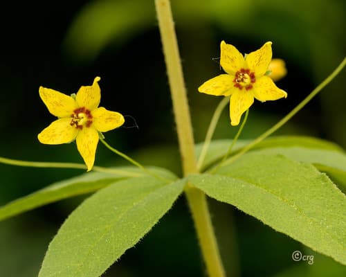 Whorled Loosestrife