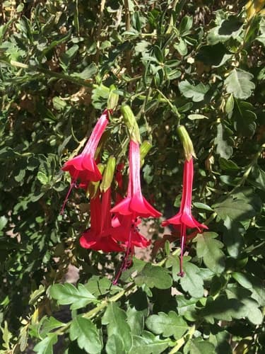 Sacred flower of the Incas