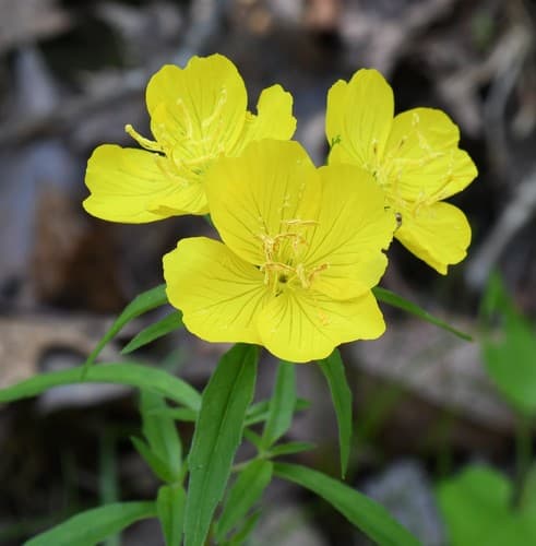 Narrow-leaved Sundrops
