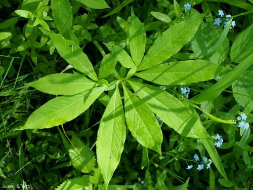 Green Dragon Japanese Maple Bonsai
