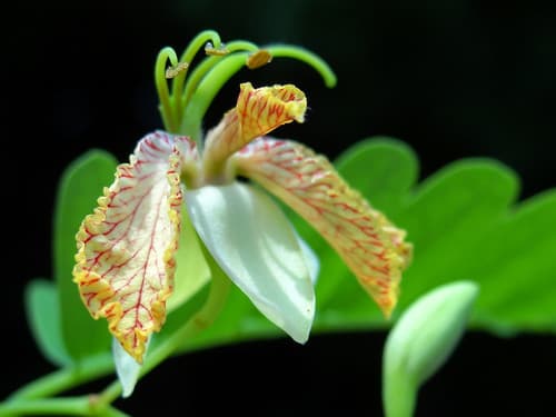 Tamarind Bonsai (Flower Detail)