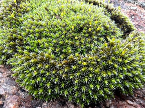 Grimmia Dry Rock Moss