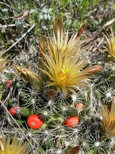 Missouri Foxtail Cactus