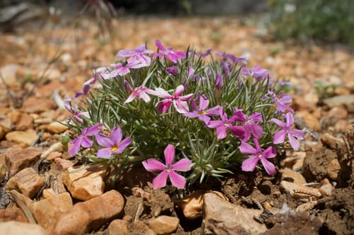 Mountain Phlox