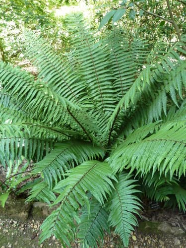 Wallich's Wood Fern Bonsai