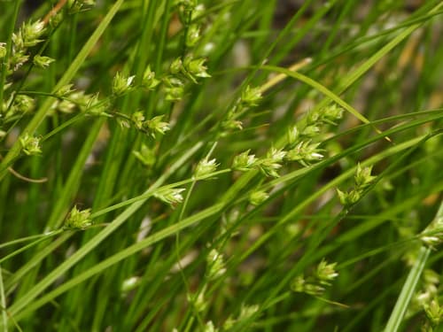 Grey Sedge