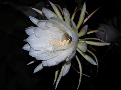 Queen of the Night Flower