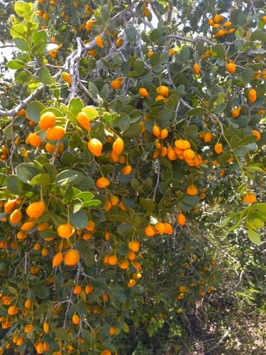 Roughbark Lignum-vitae Bonsai