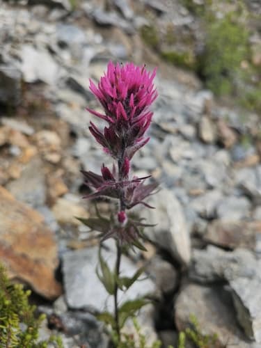 Mountain Paintbrush