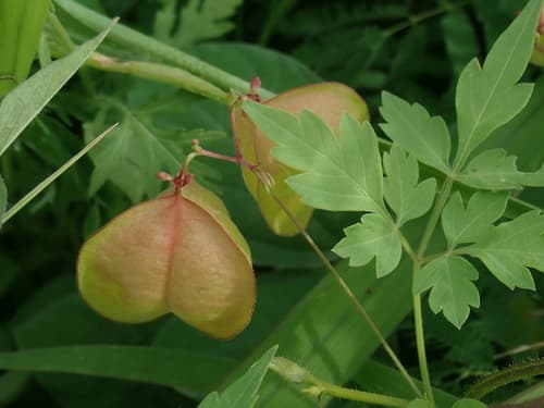 Lesser Balloon Vine