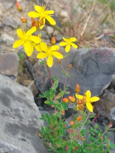 Slender St John's-wort