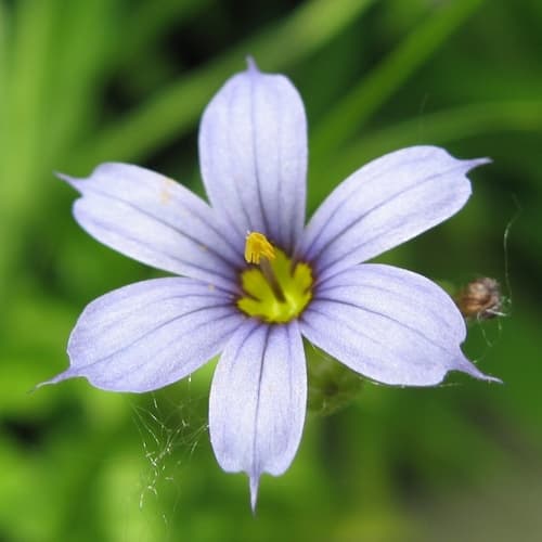 Eastern Blue-eyed Grass Bonsai (Hypothetical)