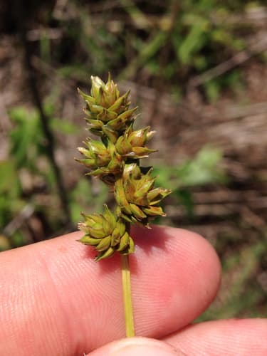 Muhlenberg's Sedge
