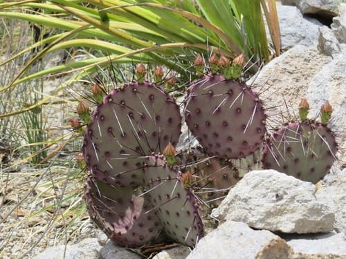 Black-spined Pricklypear