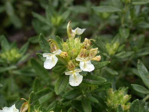 Mountain Germander