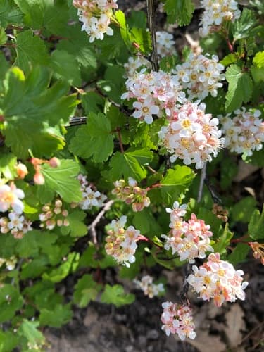 Mountain Ninebark Bonsai
