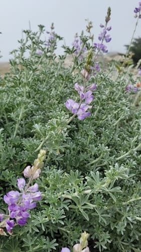 Chamisso Bush Lupine