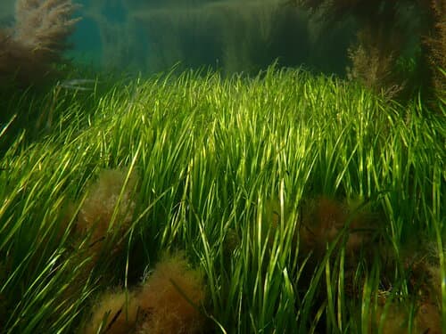 Eelgrass Meadow