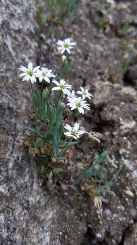 Longstalk Starwort Bonsai