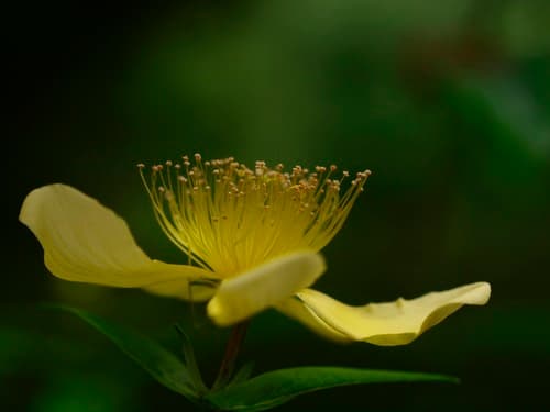 Great St. John's Wort