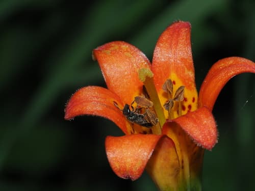 Sierra Tiger Lily