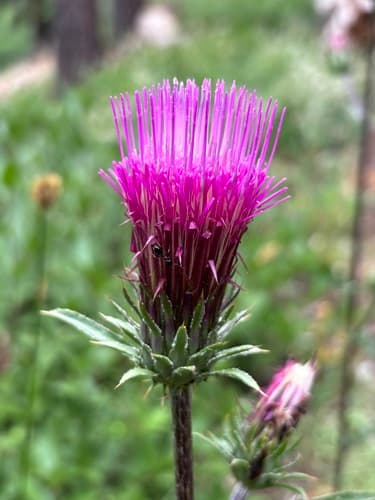 Anderson's thistle