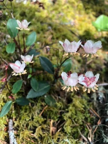 Little Prince's Pine