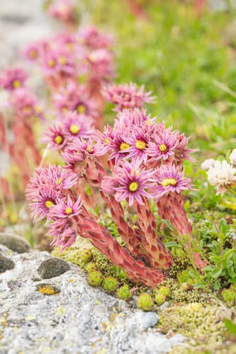 Mountain Houseleek