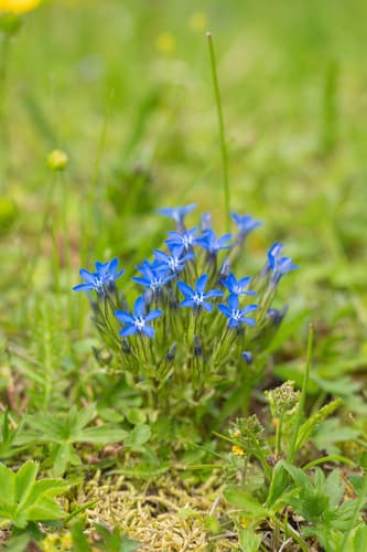 Alpine Gentian