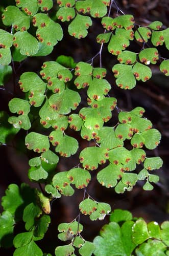 Delta Maidenhair Fern