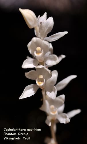Phantom Orchid Bonsai